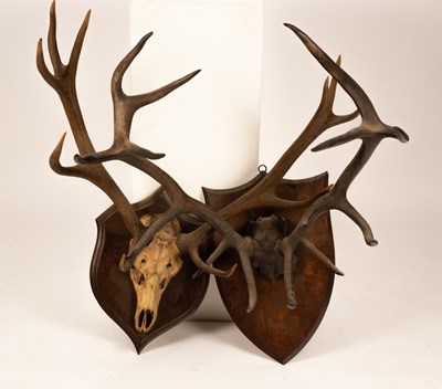 Lot 516 - Two sets of red deer antlers mounted on...