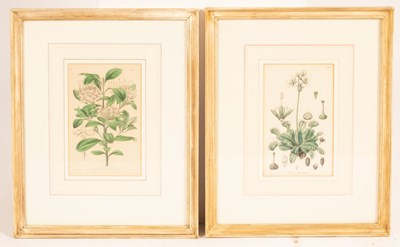 Lot 1036 - Six decorative botanical prints, 21cm x 13cm