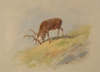 Lot 1069 - Archibald Thorburn (1860-1935)/Stag Feeding on...