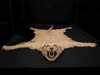 Lot 414 - A juvenile Bengal tiger skin rug, with glass...