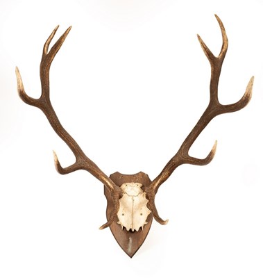 Lot 208 - A pair of red deer antlers on a wooden shield...