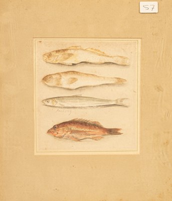 Lot 635 - 19th Century/Study of Four Fish/circa...