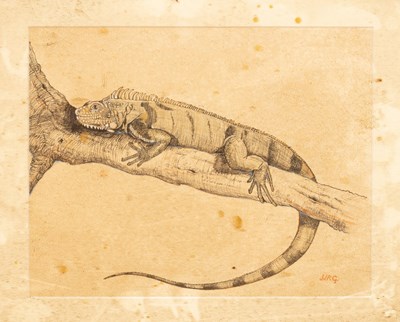 Lot 708 - J J R G/Iguana on a Branch/pen and ink,...