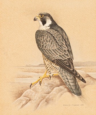 Lot 717 - David Mead/Peregrine, West Coast of...