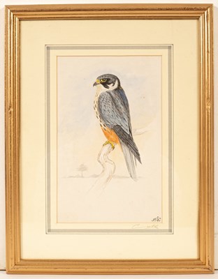 Lot 772 - James E Cooke (20th Century)/Bird...