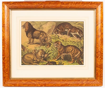 Lot 733 - Three stipple engravings/Wild Animals and...