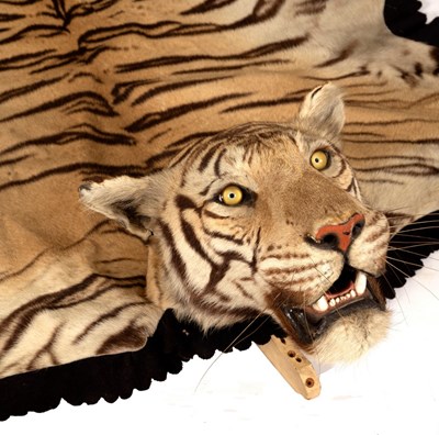 Lot 489 - An Indian tiger skin (Panthera Tigris Tigris)...