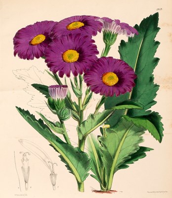 Lot 825 - Curtis (William) The Botanical Magazine; or...