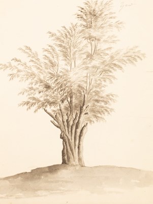 Lot 260 - Frances Strickland (1803-1888)/Study of Trees,...