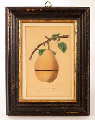 Lot 920 - 19th Century School/A Windsor Pear/Pair, Daily...