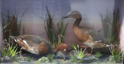 Lot 1387 - A taxidermy case containing two ducks in a...