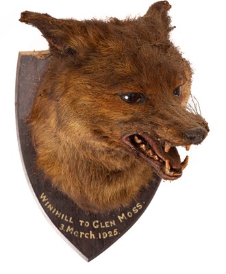 Lot 576 - A taxidermy fox mask