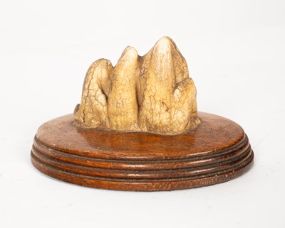 Lot 275 - A mounted tooth fossil