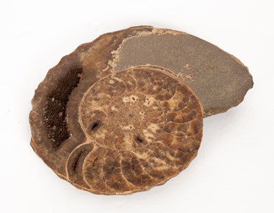 Lot 276 - An ammonite fossil