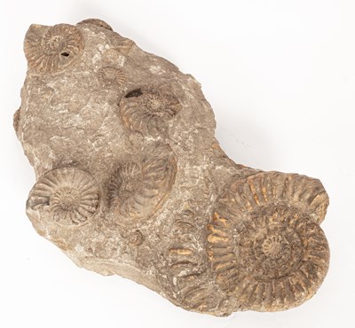 Lot 277 - An ammonite multi block