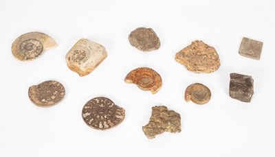 Lot 279 - Assorted fossils