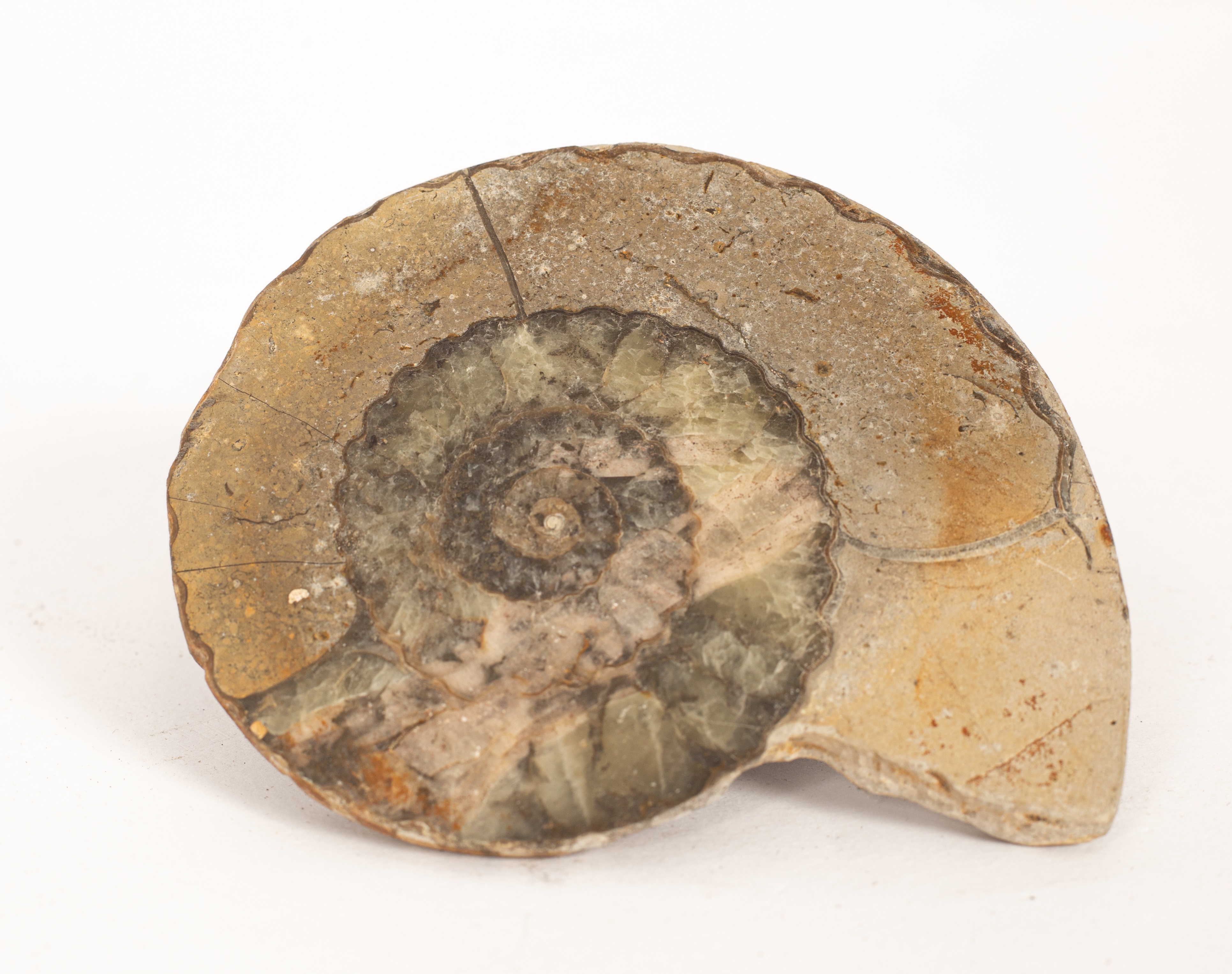 Lot 279 Assorted fossils