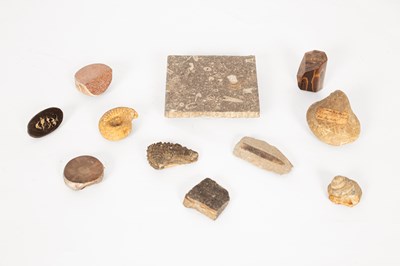 Lot 282 - A mixed lot of fossils