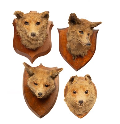 Lot 568 - Four taxidermy fox masks