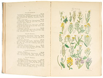 Lot 707 - Botanical interest