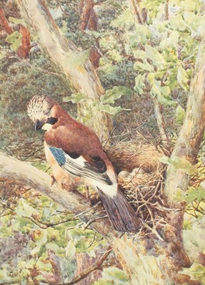 Lot 282 - Kirkman (FB) The British Bird Book