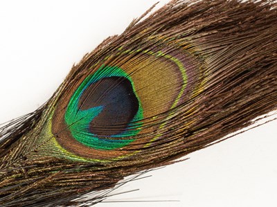 Lot 129 - A Chinese double-eyed peacock feather for Mandarin's winter court hat