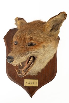 Lot 566 - A small group of taxidermy items