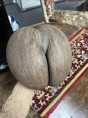 Lot 45 - An unpolished coco de mer