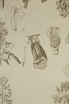 Lot 259 - Miller (Philip) The Gardener's and Botanist's Dictionary