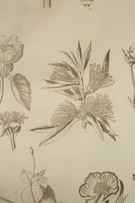 Lot 259 - Miller (Philip) The Gardener's and Botanist's Dictionary