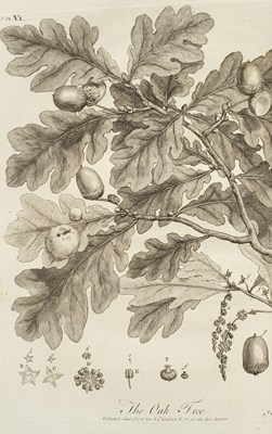 Lot 268 - Evelyn (John) Sylva