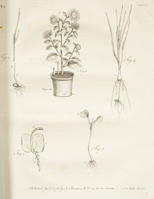 Lot 268 - Evelyn (John) Sylva