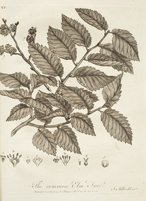 Lot 268 - Evelyn (John) Sylva