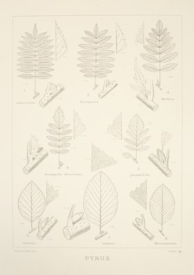 Lot 297 - Elwes (Henry John) The Trees of Great Britain & Ireland