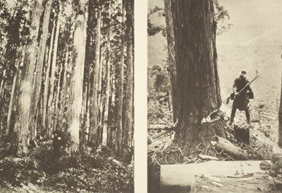 Lot 297 - Elwes (Henry John) The Trees of Great Britain & Ireland