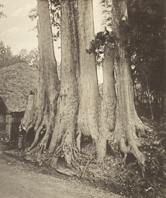 Lot 297 - Elwes (Henry John) The Trees of Great Britain & Ireland