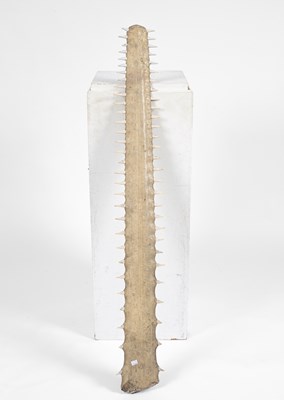 Lot 105 - A Green Sawfish rostrum