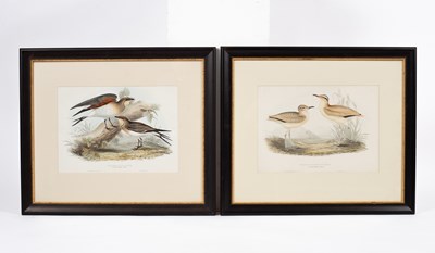 Lot 91 - John Gould (1804-1881)