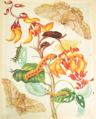 Lot 475 - Folio Society: The Surinam Album