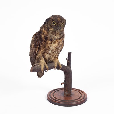 Lot 135 - A late Victorian taxidermy great horned owl