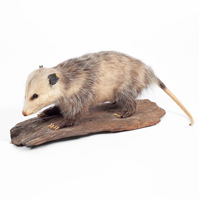 Lot 132 - A taxidermy possum