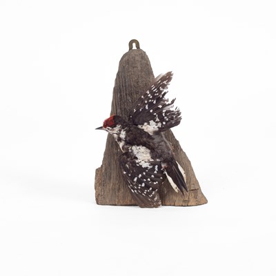 Lot 113 - A taxidermy great spotted woodpecker
