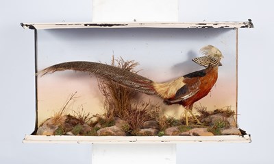 Lot 123 - A taxidermy golden pheasant