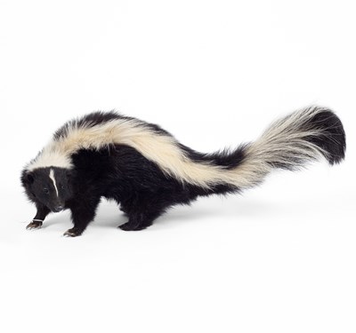 Lot 126 - A taxidermy skunk