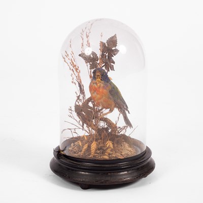 Lot 115 - A Victorian taxidermy painted bunting bird