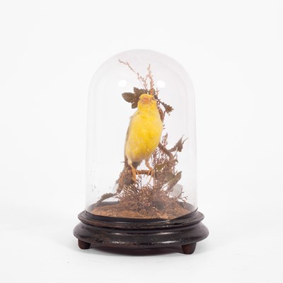 Lot 106 - A Victorian taxidermy canary