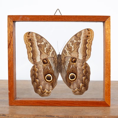 Lot 111 - An owl butterfly
