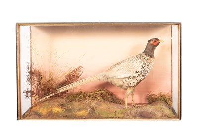 Lot 125 - A taxidermy pheasant