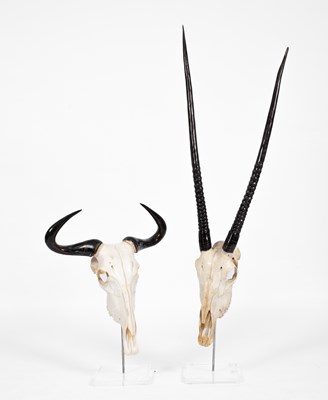 Lot 117 - Two mounted animal skulls