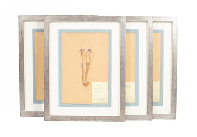 Lot 559 - A set of four French dried flowers pictures